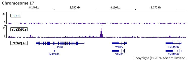 ChIP-sequencing - Anti-SHARP2/DEC1 antibody [EPR29211-84] (AB325919)