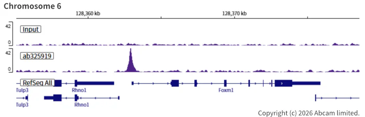 ChIP-sequencing - Anti-SHARP2/DEC1 antibody [EPR29211-84] (AB325919)