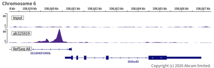 ChIP-sequencing - Anti-SHARP2/DEC1 antibody [EPR29211-84] (AB325919)