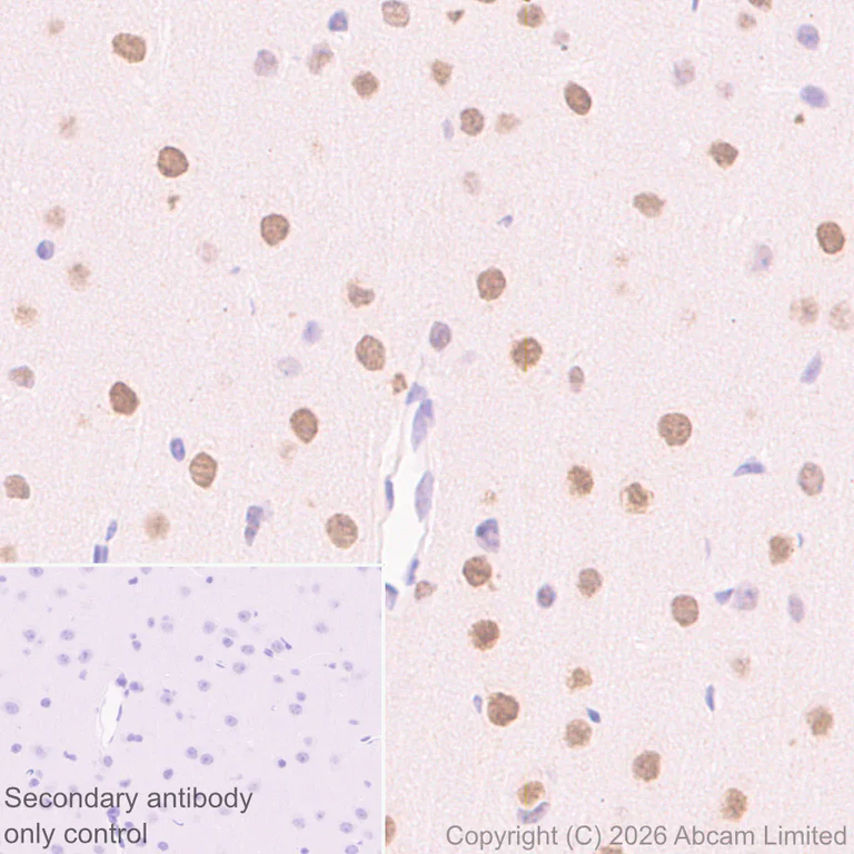 Immunohistochemistry (Formalin/PFA-fixed paraffin-embedded sections) - Anti-SHARP2/DEC1 antibody [EPR29211-84] (AB325919)