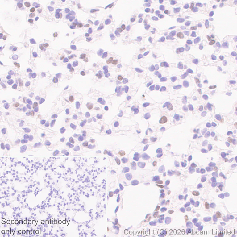 Immunohistochemistry (Formalin/PFA-fixed paraffin-embedded sections) - Anti-SHARP2/DEC1 antibody [EPR29211-84] (AB325919)