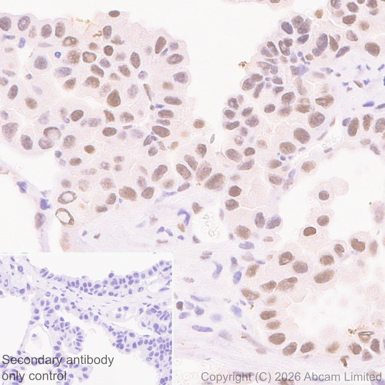 Immunohistochemistry (Formalin/PFA-fixed paraffin-embedded sections) - Anti-SHARP2/DEC1 antibody [EPR29211-84] (AB325919)