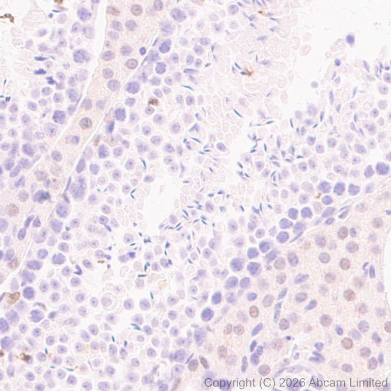 Immunohistochemistry (Formalin/PFA-fixed paraffin-embedded sections) - Anti-SHARP2/DEC1 antibody [EPR29211-84] (AB325919)