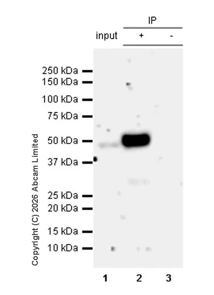 Immunoprecipitation - Anti-SHARP2/DEC1 antibody [EPR29211-84] (AB325919)