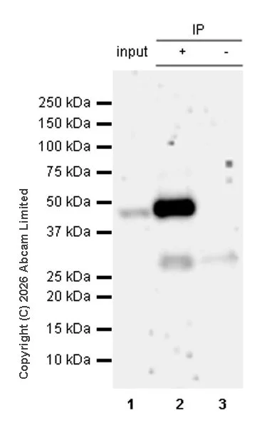 Immunoprecipitation - Anti-SHARP2/DEC1 antibody [EPR29211-84] (AB325919)