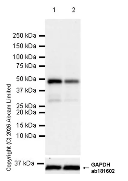 Western blot - Anti-SHARP2/DEC1 antibody [EPR29211-84] (AB325919)