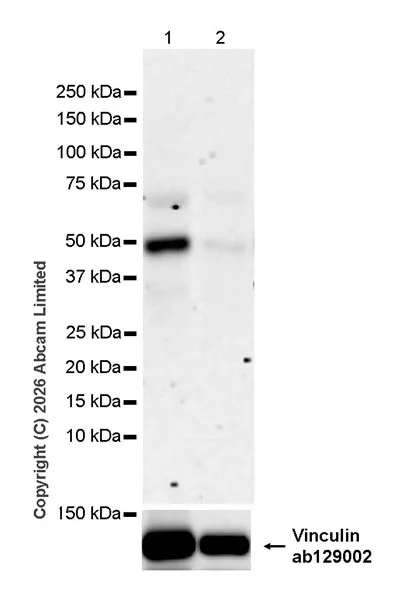 Western blot - Anti-SHARP2/DEC1 antibody [EPR29211-84] (AB325919)