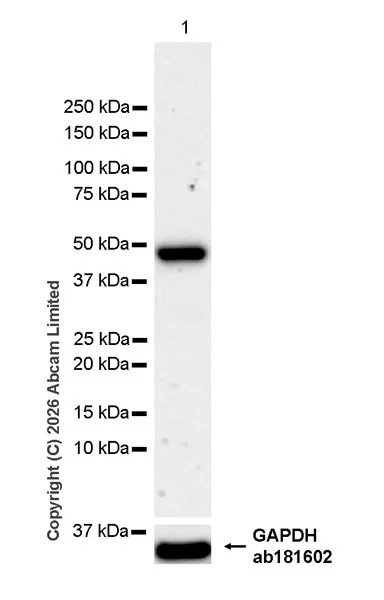 Western blot - Anti-SHARP2/DEC1 antibody [EPR29211-84] (AB325919)