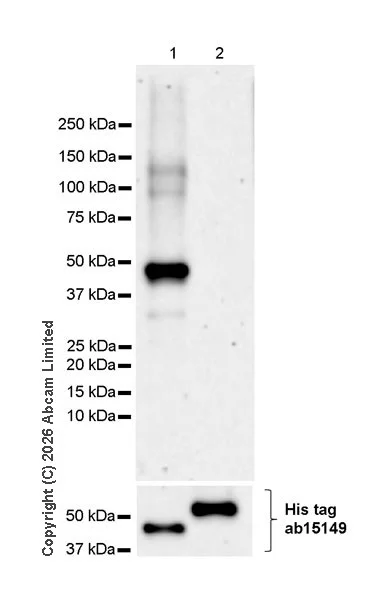 Western blot - Anti-SHARP2/DEC1 antibody [EPR29211-84] (AB325919)