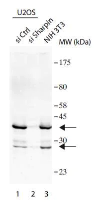 Western blot - Anti-SHARPIN antibody (AB197853)