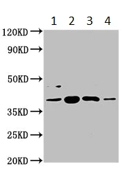 Western blot - Anti-SHARPIN antibody (AB236092)