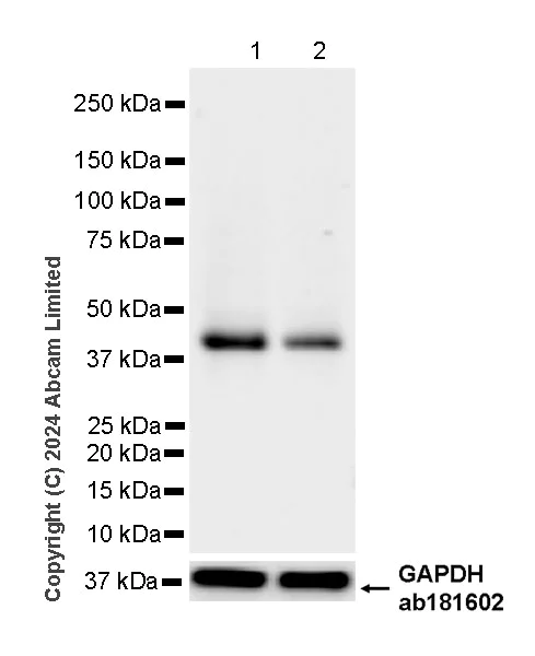 Western blot - Anti-SHARPIN antibody [EPR29120-74] (AB321891)