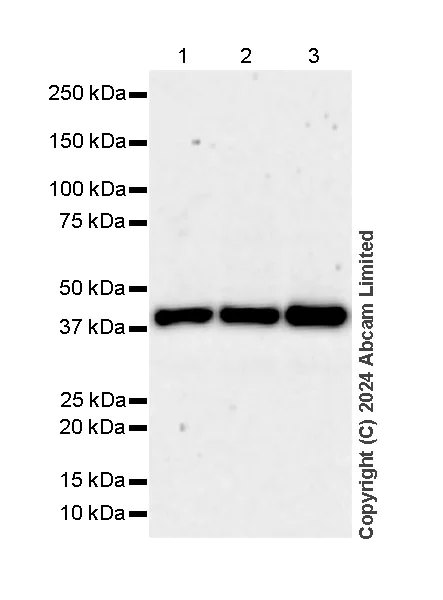 Western blot - Anti-SHARPIN antibody [EPR29120-74] (AB321891)