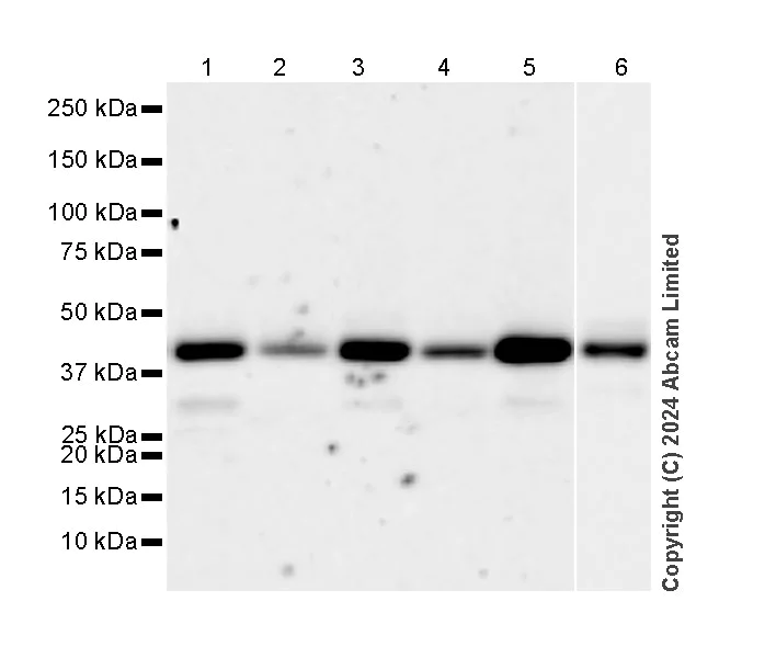 Western blot - Anti-SHARPIN antibody [EPR29120-74] (AB321891)