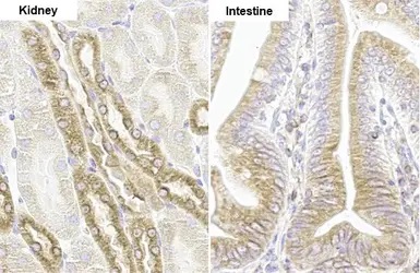 Immunohistochemistry paraffin embedded sections - Anti-SHB antibody [HL1455] (AB308572), expandable thumbnail