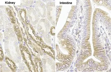 Immunohistochemistry paraffin embedded sections - Anti-SHB antibody [HL1455] (AB308572)