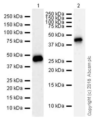 Western blot - Anti-SHBG antibody [EPR21758] (AB219575)
