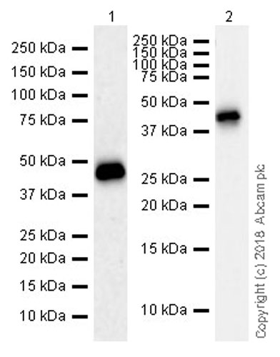 Western blot - Anti-SHBG antibody [EPR21758] - BSA and Azide free (AB233703)