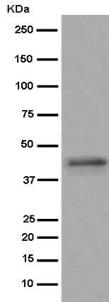 Western blot - Anti-SHBG antibody [EPR6628] - BSA and Azide free (AB222402)
