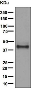 Western blot - Anti-SHBG antibody [EPR6628] - BSA and Azide free (AB222402), expandable thumbnail