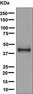 Western blot - Anti-SHBG antibody [EPR6628] - BSA and Azide free (AB222402)