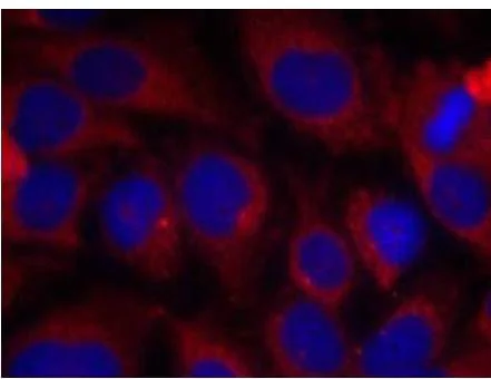 Immunocytochemistry/ Immunofluorescence - Anti-SHC antibody (AB131515)