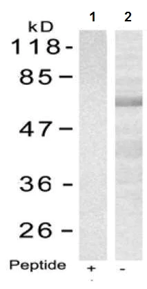 Western blot - Anti-SHC antibody (AB131515)