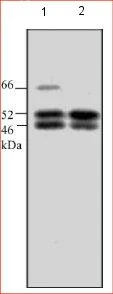 Western blot - Anti-SHC antibody (AB24787)