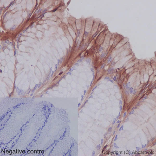 Immunohistochemistry (Formalin/PFA-fixed paraffin-embedded sections) - Anti-SHC antibody [EP332Y] (AB33770)