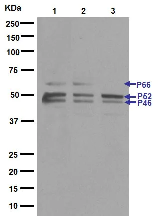Western blot - Anti-SHC antibody [EP332Y] (AB33770)