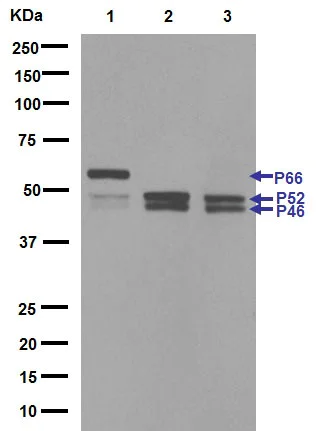 Western blot - Anti-SHC antibody [EP332Y] (AB33770)