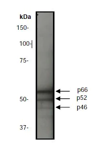 Western blot - Anti-SHC antibody [EP332Y] (AB33770)