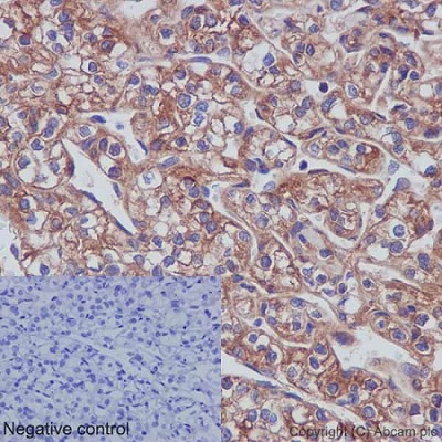 Immunohistochemistry (Formalin/PFA-fixed paraffin-embedded sections) - Anti-SHC antibody [EP332Y] - BSA and Azide free (AB238423), expandable thumbnail