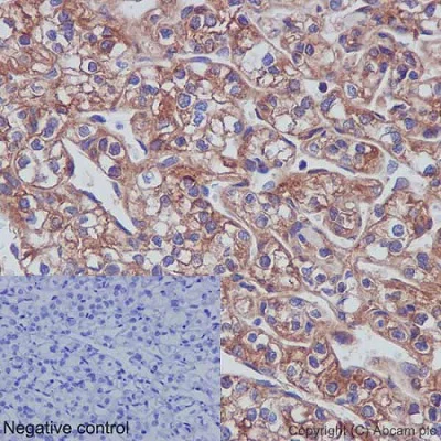 Immunohistochemistry (Formalin/PFA-fixed paraffin-embedded sections) - Anti-SHC antibody [EP332Y] - BSA and Azide free (AB238423)