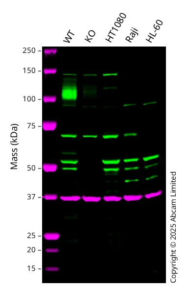 Western blot - Anti-SHC antibody [EP332Y] - BSA and Azide free (AB238423)