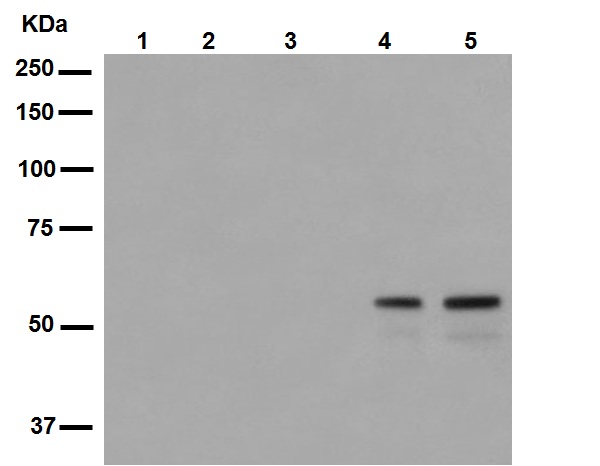 Western blot - Anti-SHC (phospho Y239 + Y240) antibody [EP419] (AB109455), expandable thumbnail