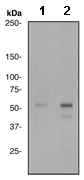 Western blot - Anti-SHC (phospho Y239 + Y240) antibody [EP419] (AB109455), expandable thumbnail