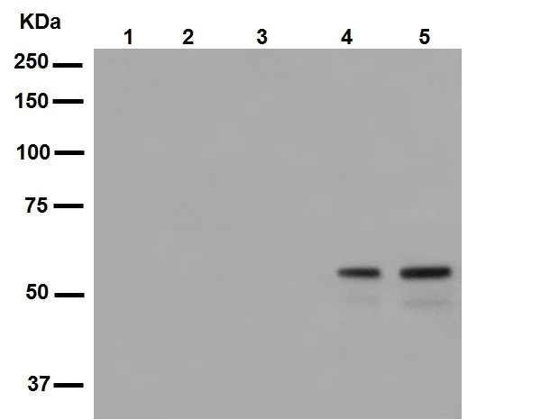 Western blot - Anti-SHC (phospho Y239 + Y240) antibody [EP419] - BSA and Azide free (AB247869)