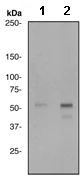 Western blot - Anti-SHC (phospho Y239 + Y240) antibody [EP419] - BSA and Azide free (AB247869)