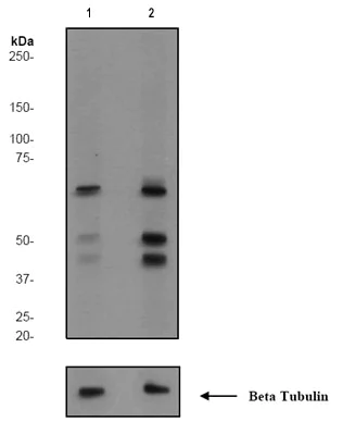 Western blot - Anti-SHC (phospho Y427) antibody [EPR778(2)Y] - BSA and Azide free (AB247370)