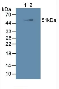 Western blot - Anti-SHC3/SHCC antibody (AB233477)