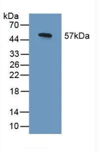 Western blot - Anti-SHC3/SHCC antibody (AB233477)
