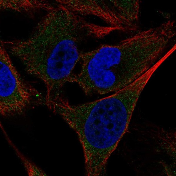 Immunocytochemistry/ Immunofluorescence - Anti-SHC4/SHCD antibody (AB221996), expandable thumbnail