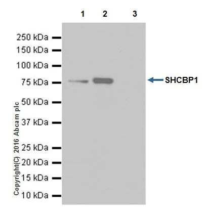 Immunoprecipitation - Anti-SHCBP1 antibody [EPR18843] (AB184467)