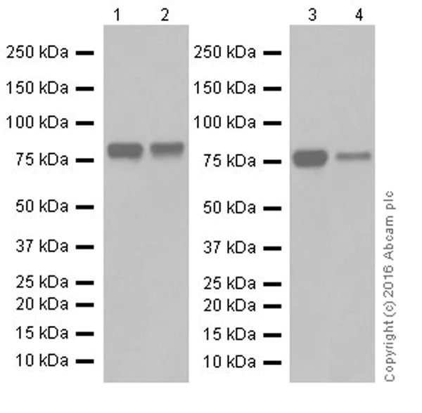 Western blot - Anti-SHCBP1 antibody [EPR18843] (AB184467)