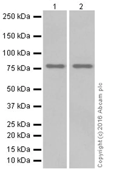 Western blot - Anti-SHCBP1 antibody [EPR18843] (AB184467)
