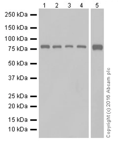 Western blot - Anti-SHCBP1 antibody [EPR18843] (AB184467)