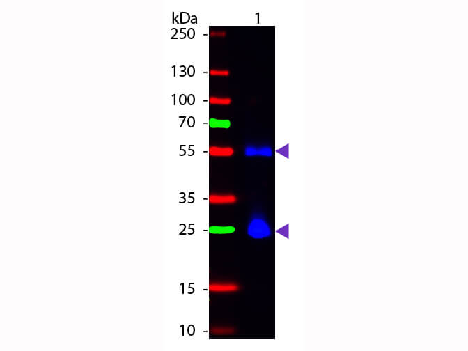 Western blot - Sheep Anti-Mouse IgG H&L (FITC) (AB6804), expandable thumbnail