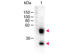 Western blot - Sheep Anti-Mouse IgG H&L (HRP) (AB6808)