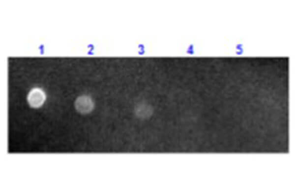 Dot Blot - Sheep Anti-Mouse IgG H&L (Texas Red ®) (AB6806)